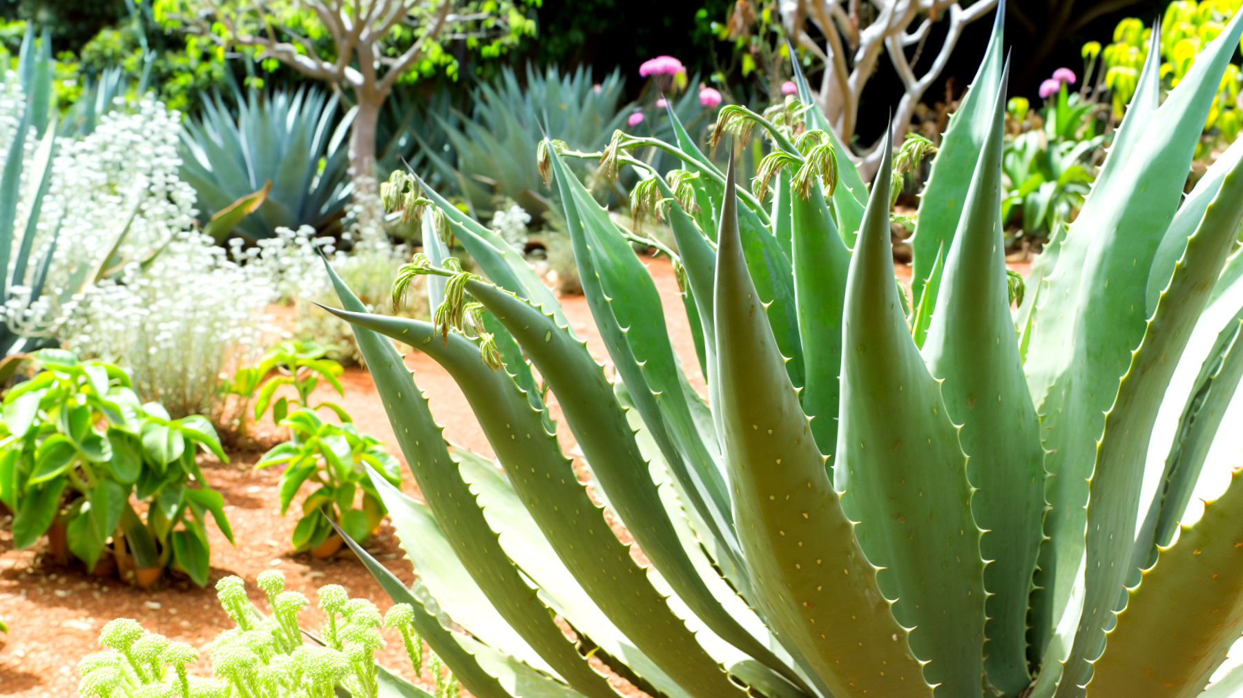 Agave giardino natura"